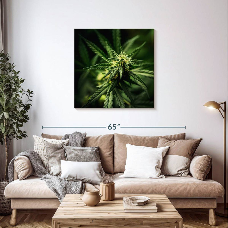Freshly Bloomed Marijuana, 36" H x 36" W