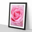 Pink Rose Petals - Single Picture Frame Print on MDF-56862815-56862816