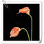 Arrangement Lillies-623490070-623490073