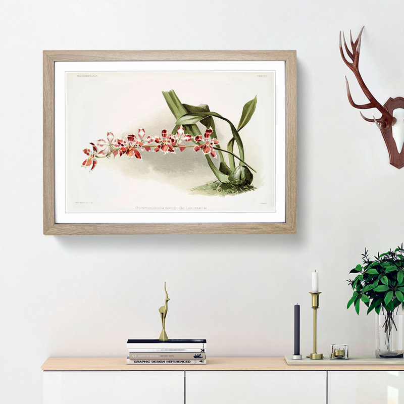 Magnolia Flowers Illustration Tab. 37 by Frederick Sander - Picture Frame Art Print, 48cm H x 65cm W x 2cm D, Oak Framed