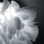LED Flush Mount