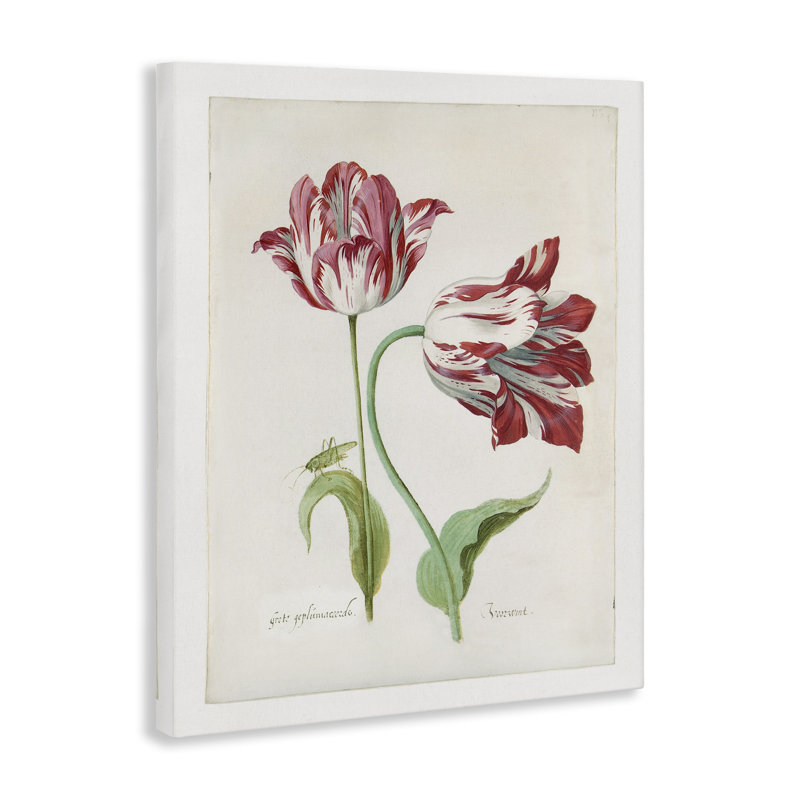 "Classic Tulip Study" par Jacob Marrel, H 30 po x l 24 po