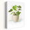 «Everyday Plants II», art végétal contemporain