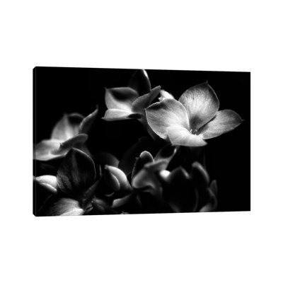 Orchid by Glauco Meneghelli - Print on Canvas