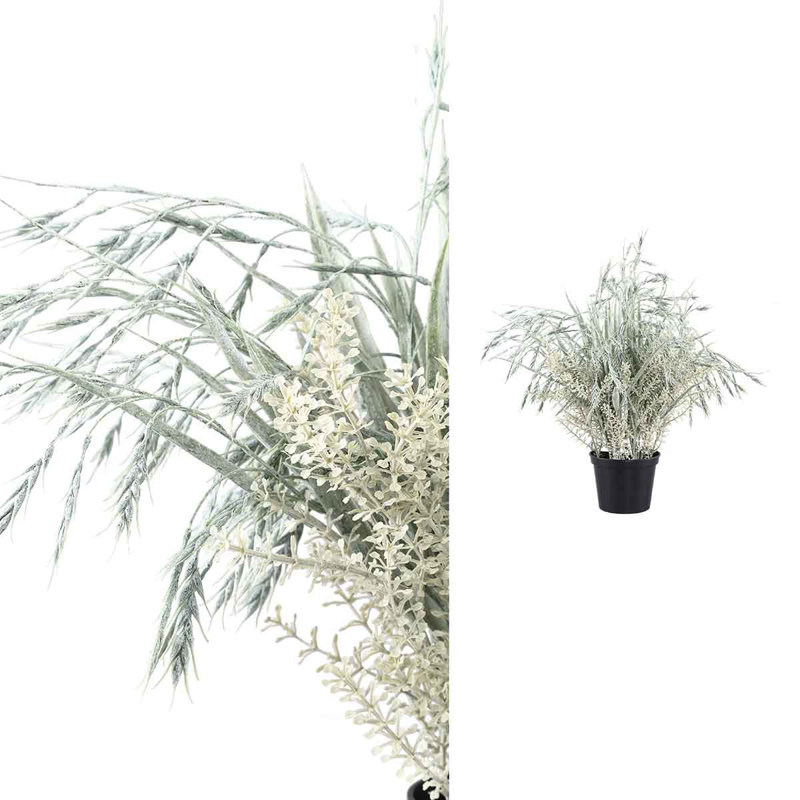 Tarwe 50cm Plant