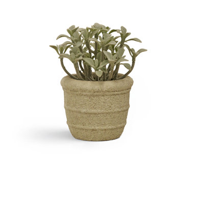 14cm Plant