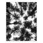 «Black and White Tree Lookup», reproduction de photo sur toile