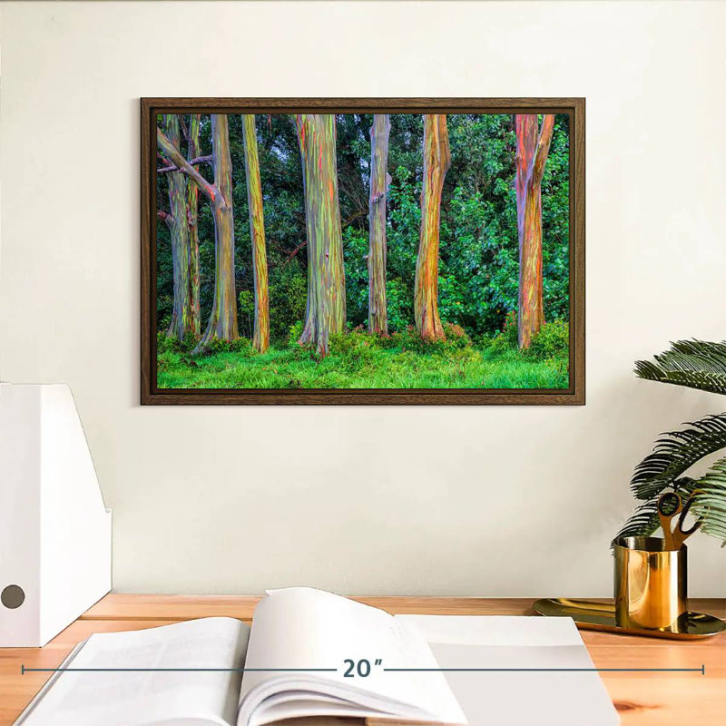 Eucalyptus arc-en-ciel, 13 po x 9 po, Cadre flottant en noyer