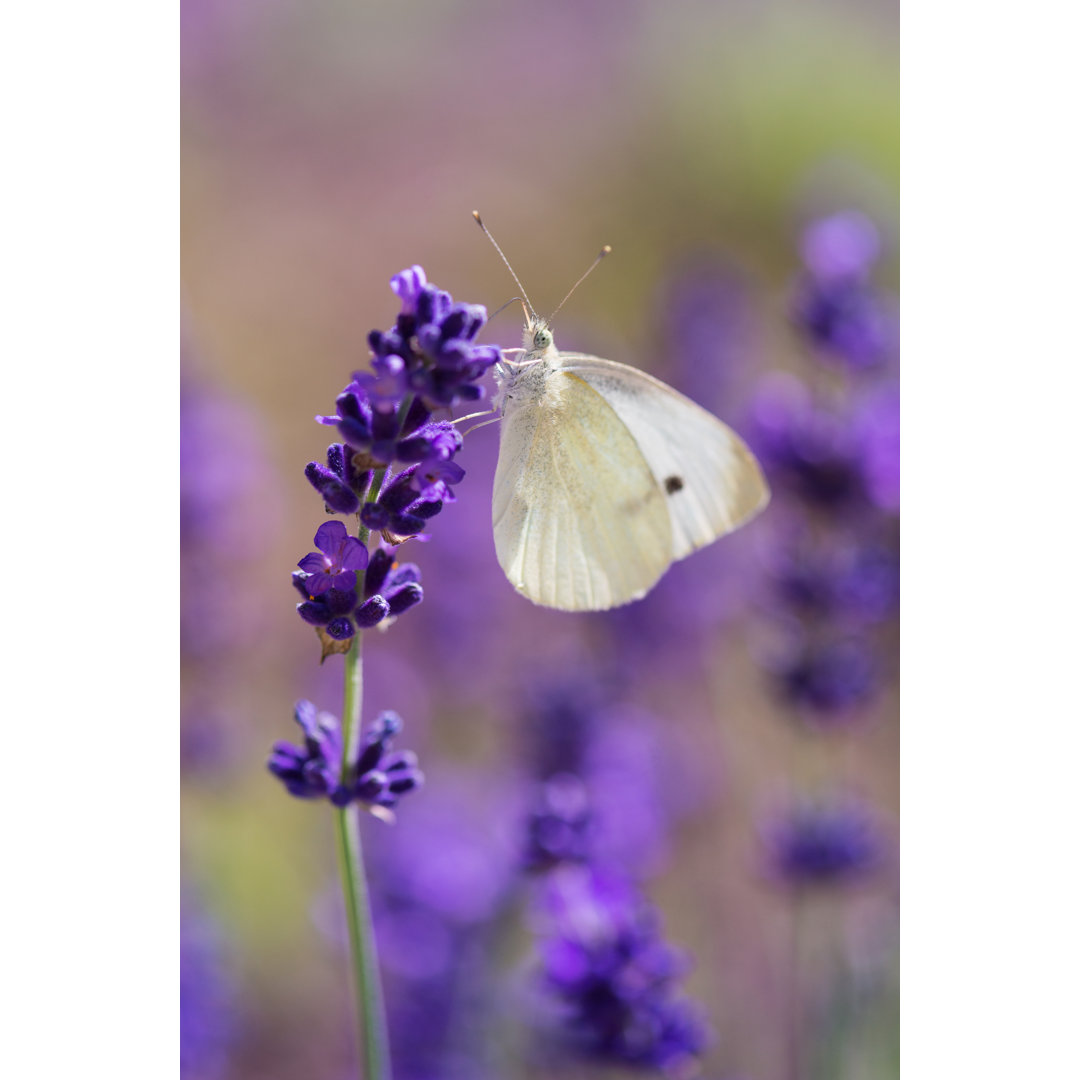 Schmetterling - Fotografie auf Leinwand