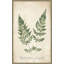Vintage Ferns VII No Border par Wild Apple Portfolio - impression-65863605-65863606