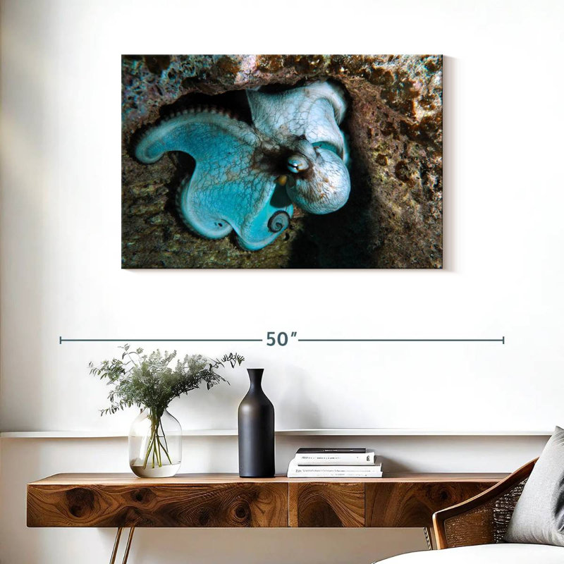 Brampt Wild Octopus In Grand Cayman Island, 24" H x 36" W