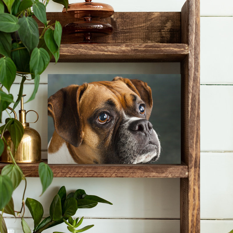 Studio Portrait Of Boxer Dog Abstract Contemporary Wall Art, H 12 po x l 18 po