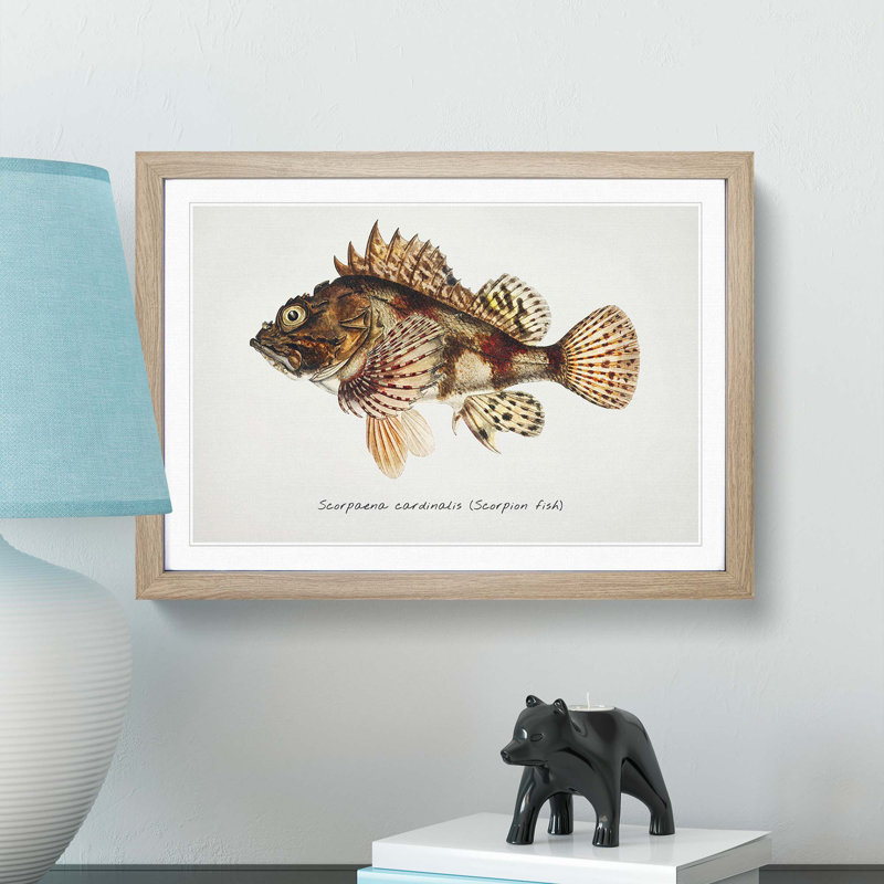 Illustration of a Scorpion Fish by F.E. Clarke - Picture Frame Graphic Art Print, 27cm H x 36cm W x 2cm D, Oak Framed