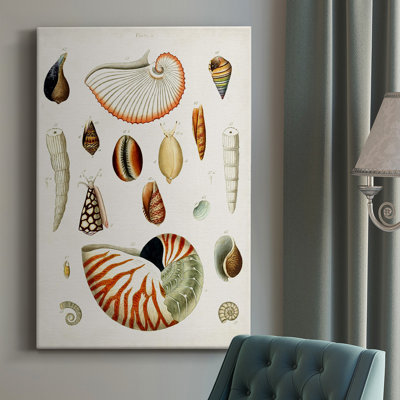 Antique Shell Collection I " Antique Shell Collection I " Graphic Art Print