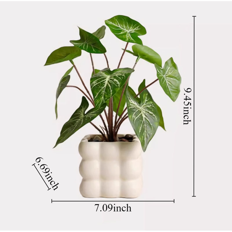 9,45 plante