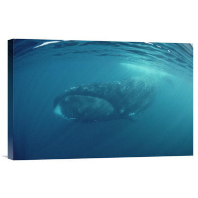 " Bowhead Whale Underwater, Baffin Island, Canada "