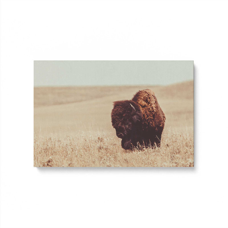 «Grazing Bison Serenity», reproduction sur toile, H 12 po x l 18 po x P 1,25 po, Toile tendue
