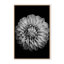 «Nature Inspired Marigold» par Alex Zhao - Photographie de cadre photo sur papier-81388028-131284511-131284589