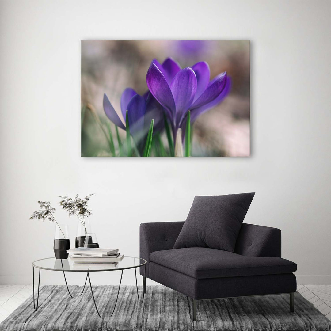 Leinwandbild Crocus Flowers Nature