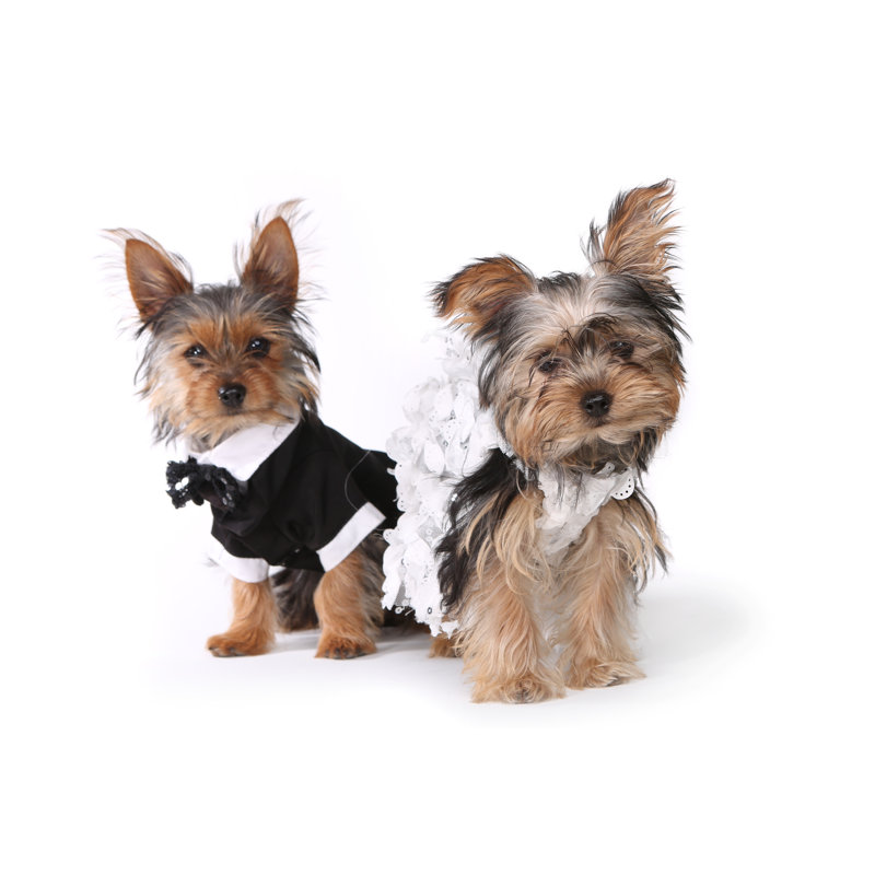 Yorkshire Terrier Puppies by Tobkatrina - Wrapped Canvas Print, 30cm H x 46cm W