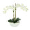 White Orchids In A Ceramic Pot With Rocks And Moss