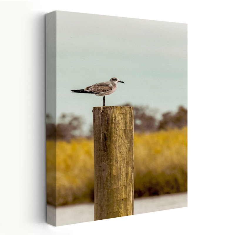 Goéland sur un pieux - St Augustine - paysages côtiers, photographie d'animaux, art, H 24 po x l 16 po