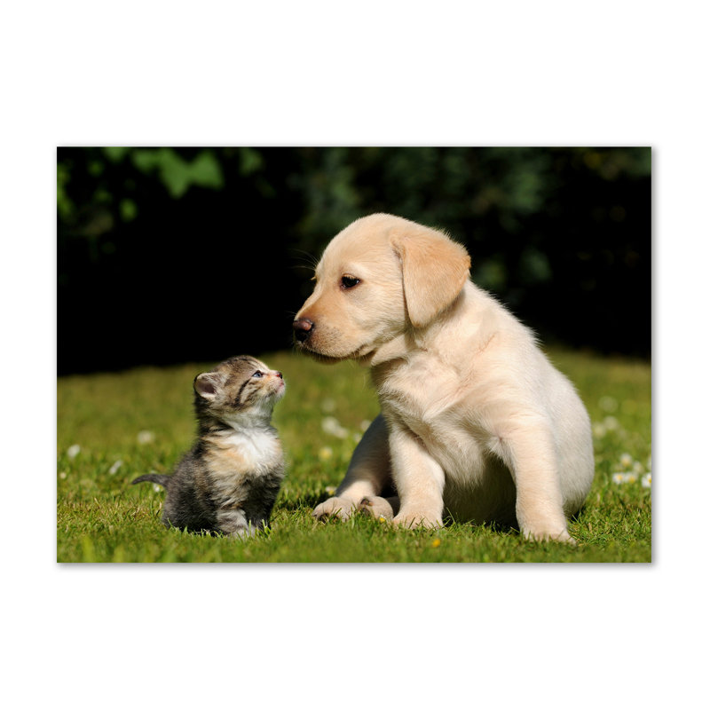 Dog And Cat On The Meadow - Wrapped Canvas Print