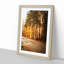 Sunlight Through the Forest - Framed Print-55614013-55614015