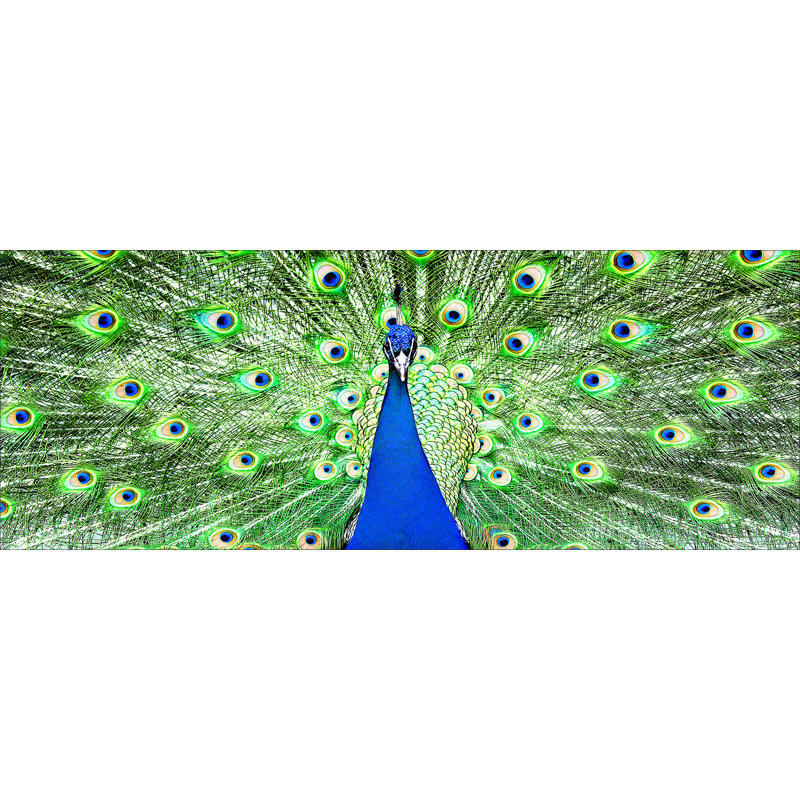 Der Pfau - No Frame Rectangle Painting, 50 cm H x 125 cm W x 1.4cm D