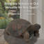 Statue de tortue Martinez-Wilson