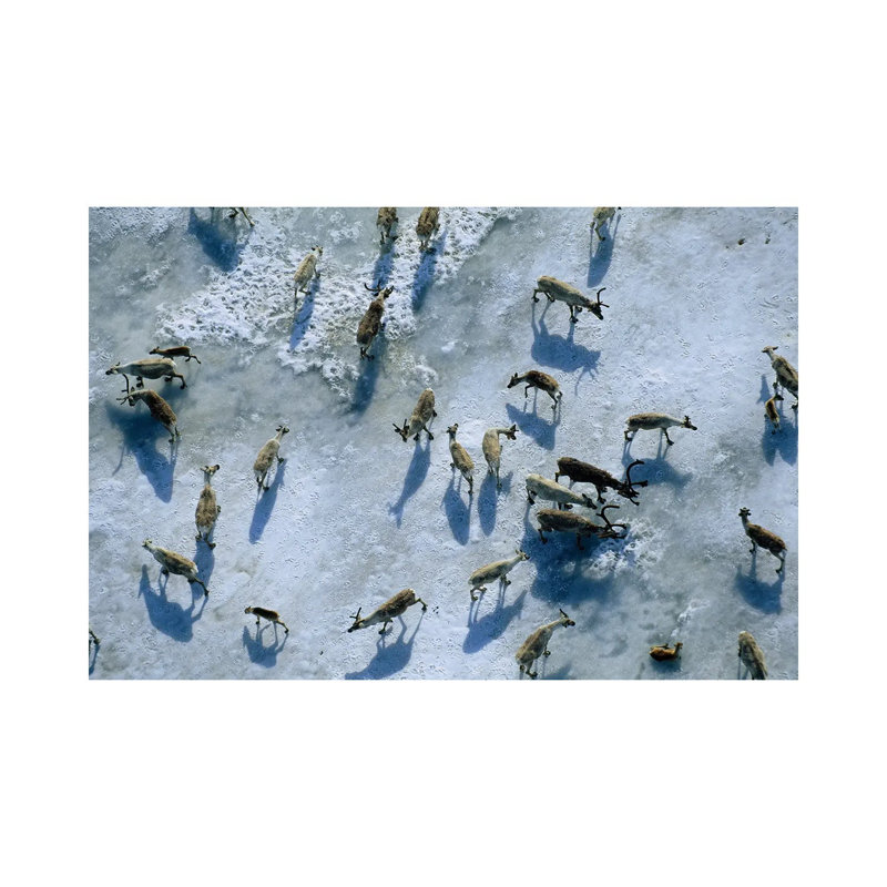 The Central Arctic Caribou Herd On A Snow Bank Near The Edge Of The Arctic National Wildlife Refuge by Joel Sartore - Gallery-Wrapped Canvas Giclée on Canvas