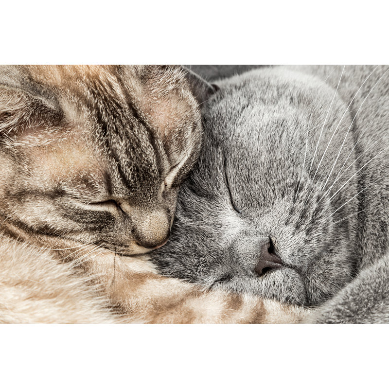 Sleeping cats 1 Piece Wrapped Canvas Wall Art, 61cm H x 91cm W