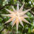 Moravian Star Lighted Display-18665405