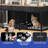 Wooden Double Dog Crate Furniture with Feeders-1112564005-1101069961