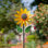 Tournesol tournesol, moulin à vent en métal 56 "avec piquet