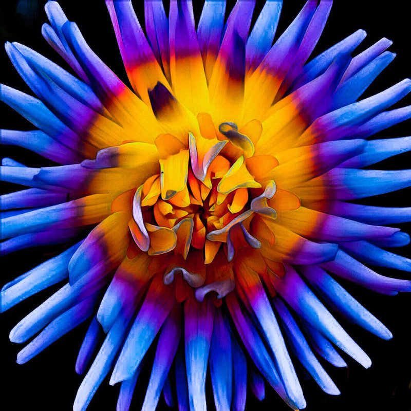 Color Pop Deep - Wrapped Canvas Art Prints, 30cm H x 30cm W