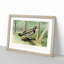 Spruce Grouse by J.L. Ridgway - Picture Frame Painting Print-55619741-55619742