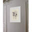 Morning Hellebores 1 Print-152283576