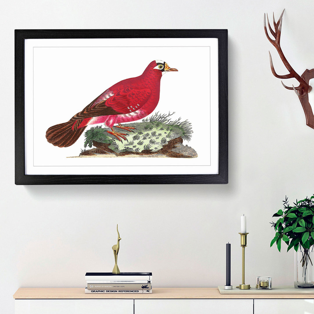 Crimson Pigeon by George Shaw - Framed Print