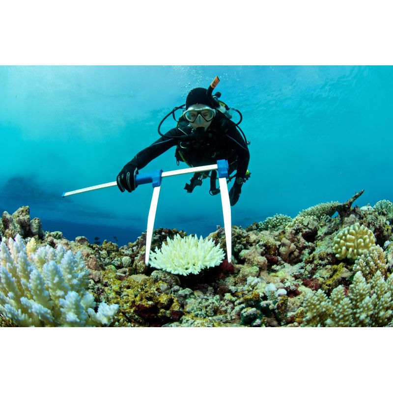 Un biologiste marin mesure le corail blanchi par Rainervonbrandis, H 32 po x l 48 po