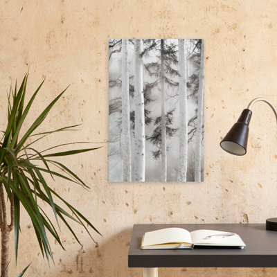 Misty Birch Forest In Soft Light - Photographie de paysage, art monochrome en nature