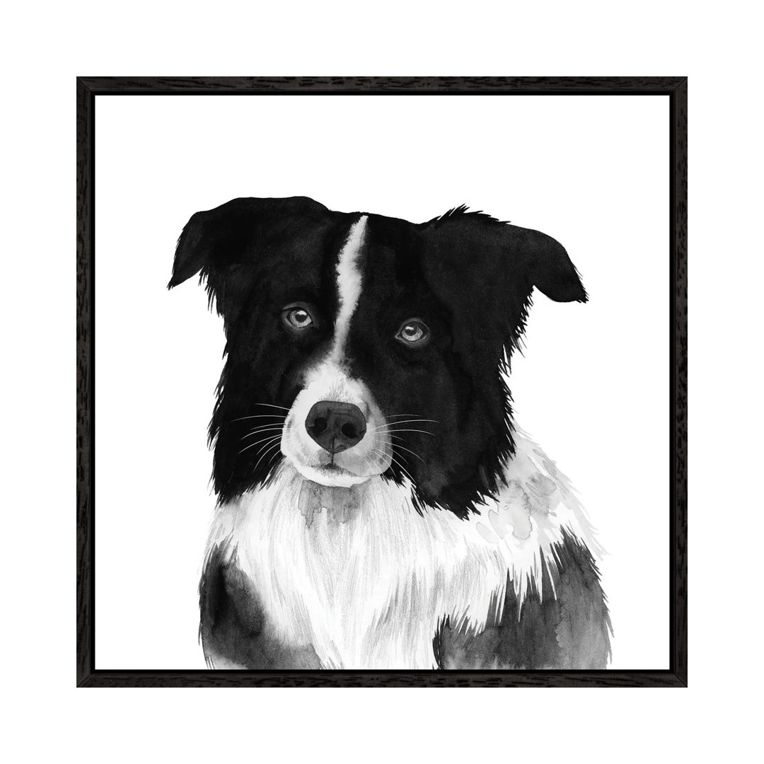 Border Collie II