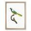 Peruvian Jay Bird by Jacques Barraband - Picture Frame Painting Print-55582975-55582976