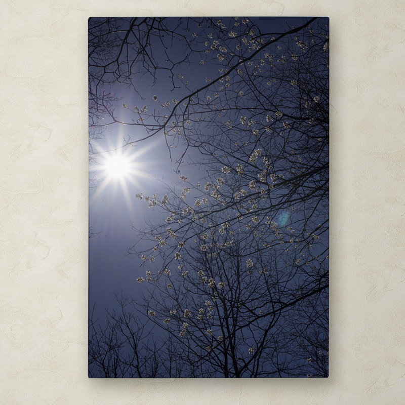«Springtime Sunshine», reproduction de photo sur toile tendue, H 19 po x l 12 po x P 2 po