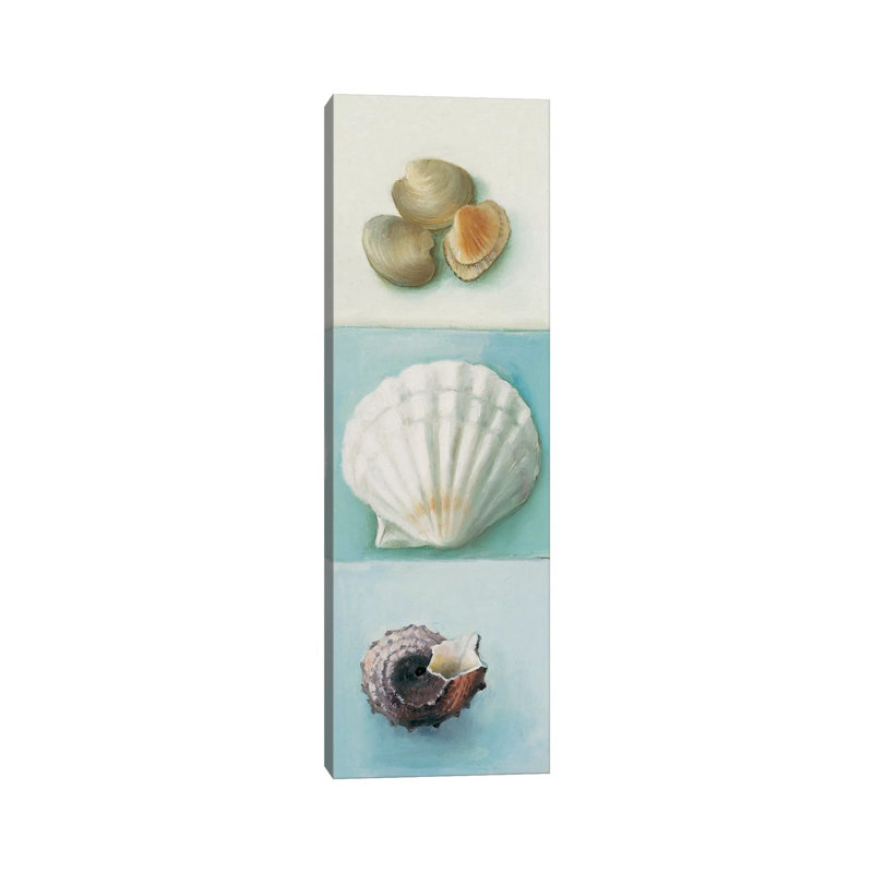 Shell Selection III by Milieu Du Ciel - Wrapped Canvas Panoramic Gallery-Wrapped Canvas Giclée