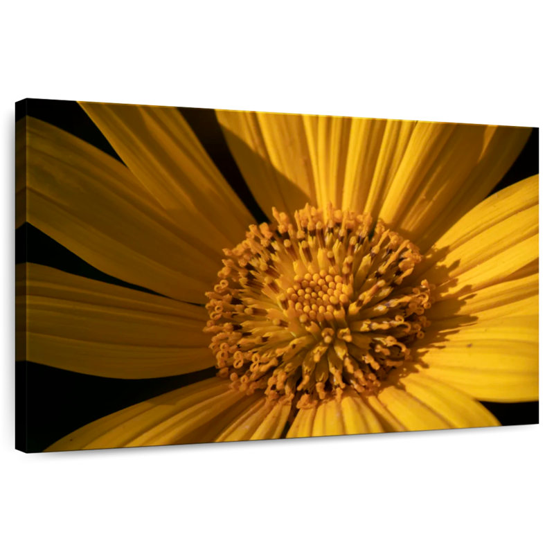 Tournesol jaune sauvage Harnek, H 34 po x l 51 po