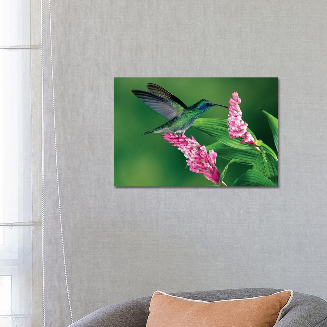 Ear Hummingbird Feeding At And Pollinating Epiphytic Orchid, Costa Rica by Michael & Patricia Fogden - Wrapped Canvas Gallery-Wrapped Canvas Giclée