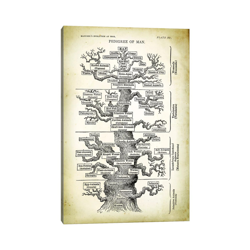 Pedigree Of Man by PatentPrintStore - Wrapped Canvas Print, 20.32 cm H x 30.48 cm W