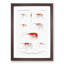 Selection of Shrimp by Albert I - Picture Frame Painting Print-55618915-55618917