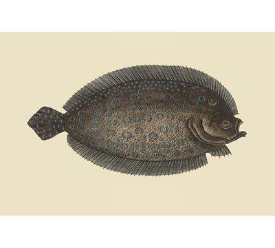 " Sole " by Catesby Catesby